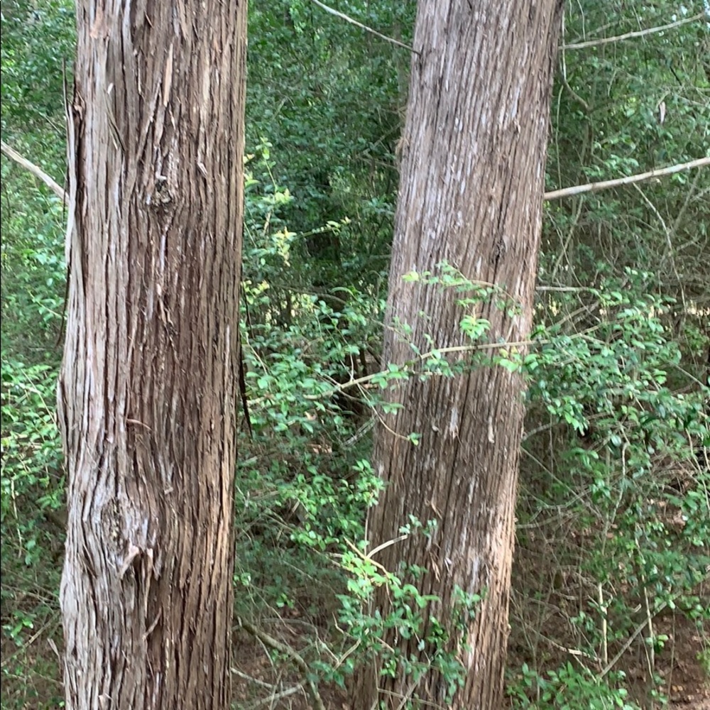 DISCOUNT SHIPPING ON 2+ BUNDLES